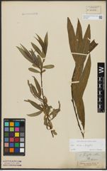 Foto von Salix alba L. x Salix fragilis L.